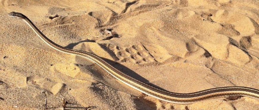 ארבע קו מובהק, אבי