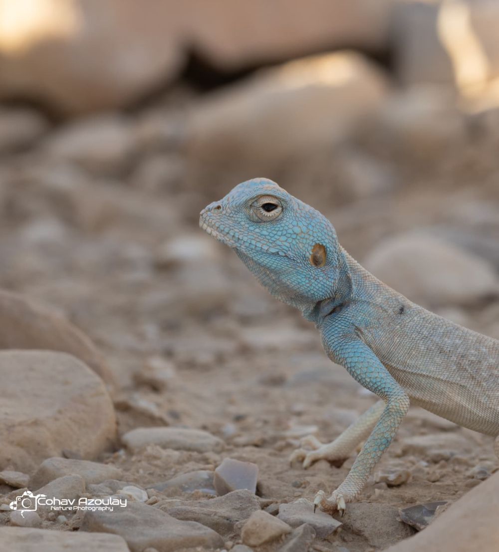 חרדון סלעים