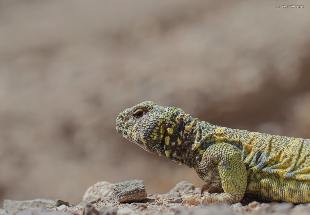 חרדון צב הדור