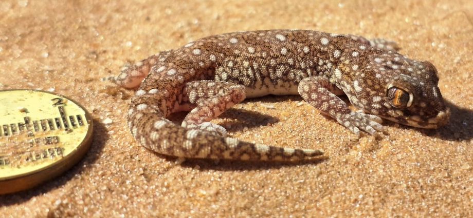 ישימונית מצויה, אבי צובל
