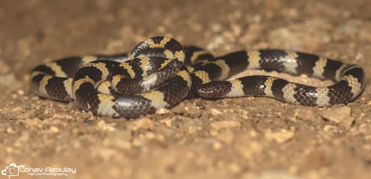 מחרוזן דו גווני, כוכב אזולאי