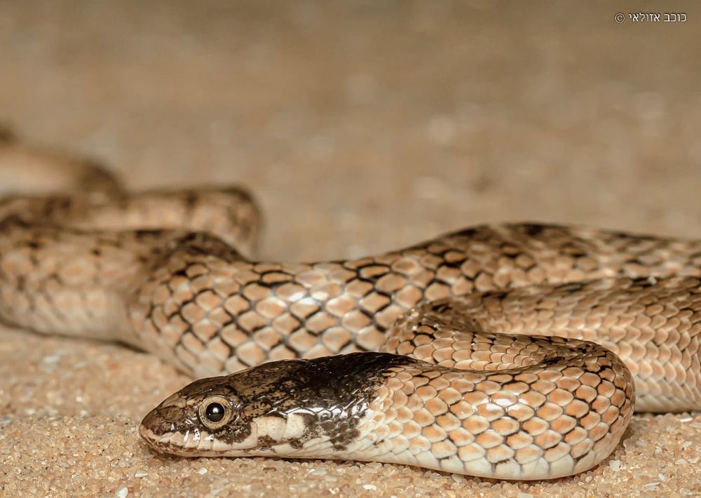 נחש כיפה, כוכב אזולאי