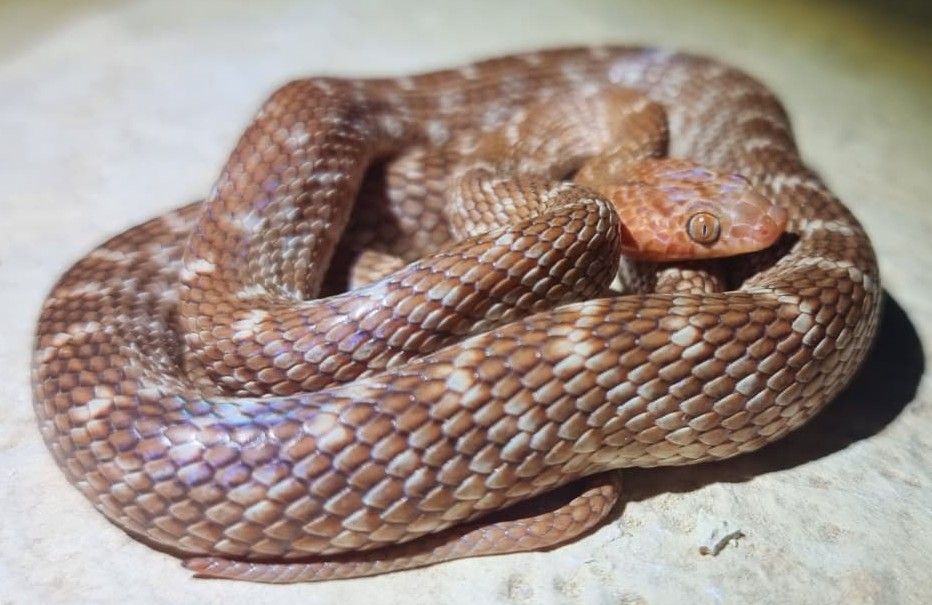 עין-חתול אדמדם, כוכב אזולאי