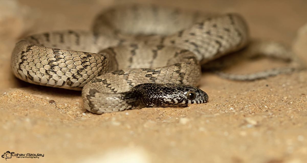 עין-חתול אפור,כוכב אזולאי