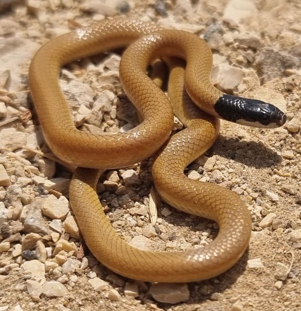 שחור ראש, כוכב אזולאי