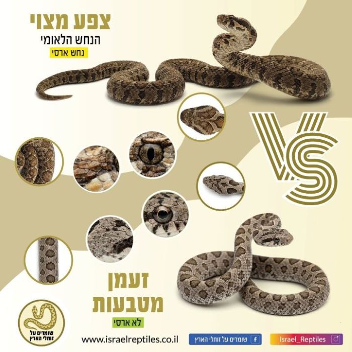השוואה חזותית בין צפע מצוי לזעמן מטבעות
