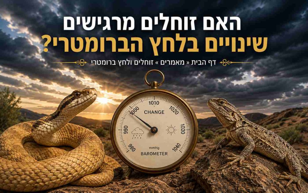 נחש ולטאה לצד ברומטר – השפעת שינויים בלחץ הברומטרי על זוחלים