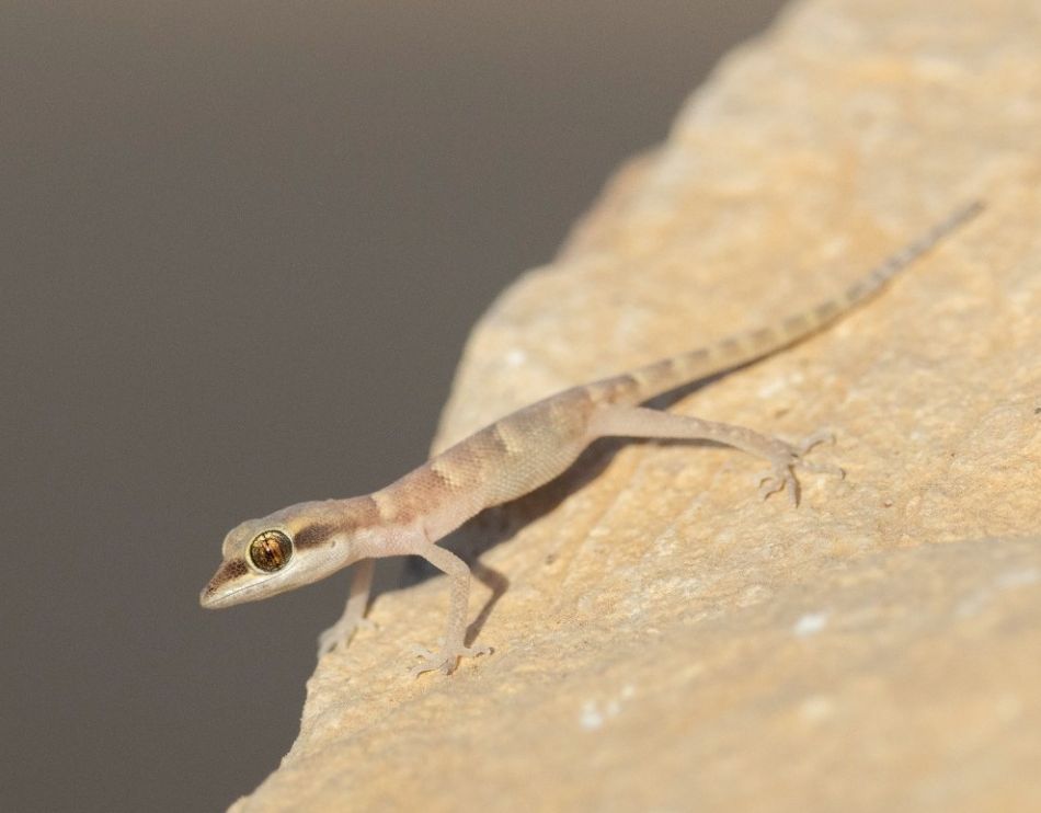 זוטית הנגב