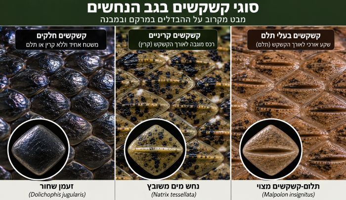 Keeled Scales in Snakes